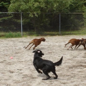 Dogs running wild
