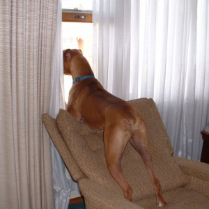 Looking Out Window