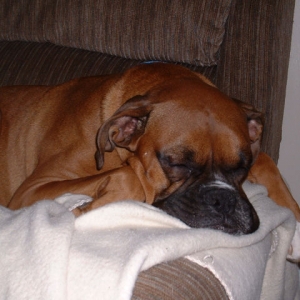 Samson sleeping