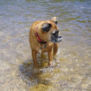 Clio in the river at the dog park