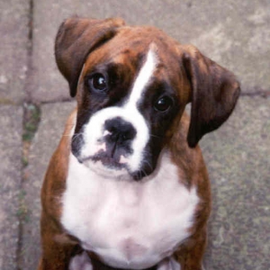 Skye the Puppy