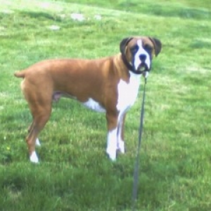Diesel 6-11-06