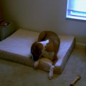 Diesel's New Bed
