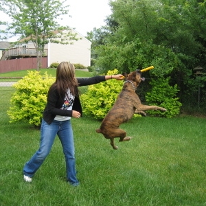 Ozzie jumping for a bat