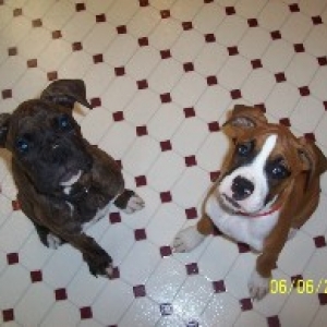Tiger(brindle) and Jazz(fawn)