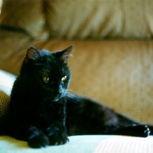"Numa": the perfect kitty