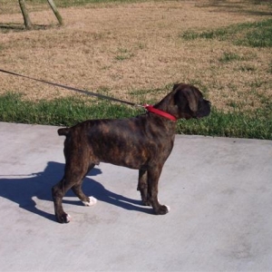 Syd - 12 Weeks Old