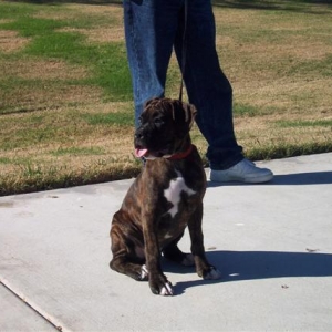 Syd - 12 Weeks Old