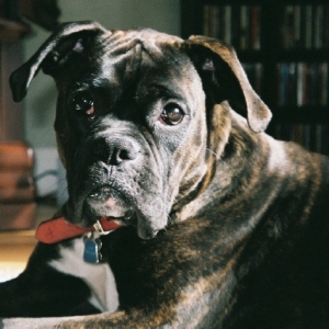 Rocco 9 months