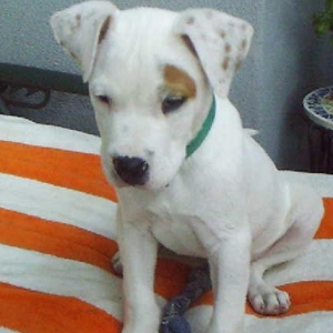 Foster Baby - Radar