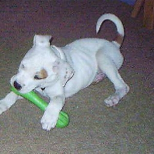 Foster Baby - Radar2