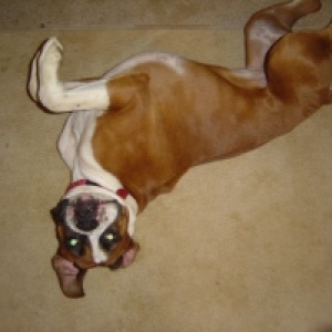 belly up