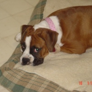 lucy napping