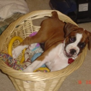 basket