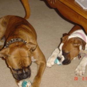 kongs