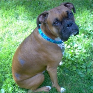New Turtle Collar