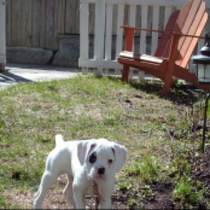 Baby Sampson in the yard