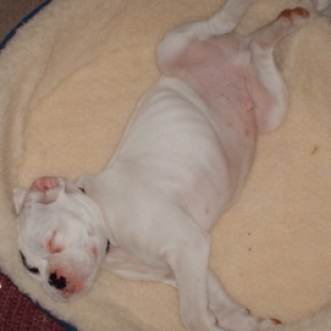 A Very Tired Baby Sampson