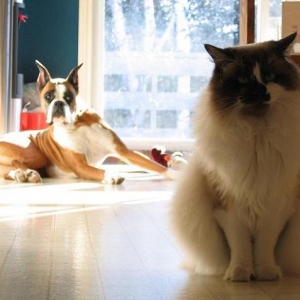 Is that a cat?