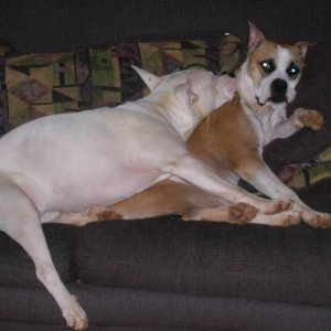 AJ being suffocated by one of his foster sisters Sugar!