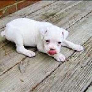 liltongue