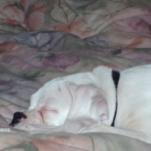 Sleeping Sampson