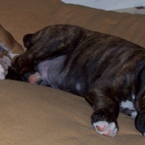 Young Tiger and Jazz