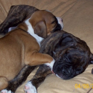Tiger and Jazz, Love