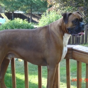 My Big Boy
