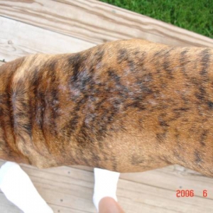 Ginny's bare spots