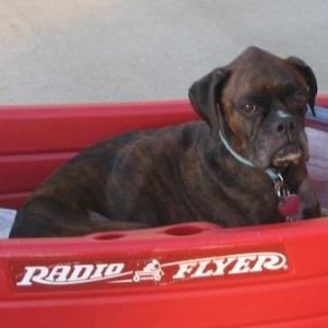 Lizzie's Radio Flyer