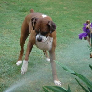 Just loving the sprinklers