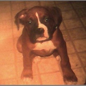 B dog