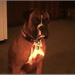 bradie at 1 1/2 yrs (lil stud)
