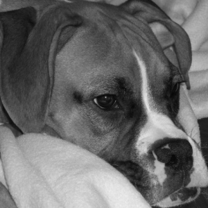 Sleepy Boy