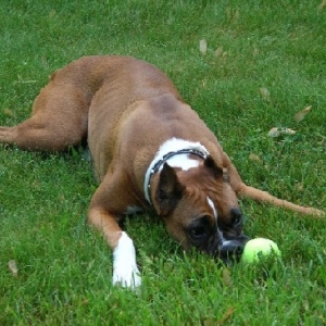 Wtih Tennis Ball