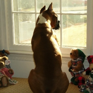 Morning Lookout