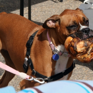 Yummy bone
