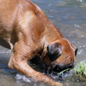 Ishie's face in water