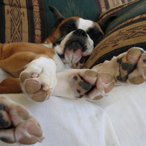 Paws-ing for a nap.