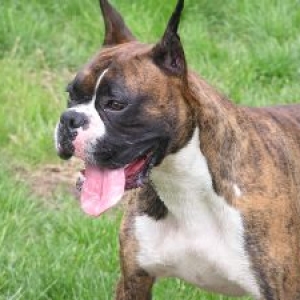 Happy dog