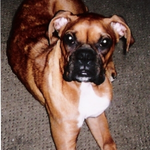 Daisy