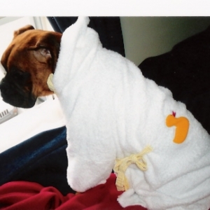 Daisy