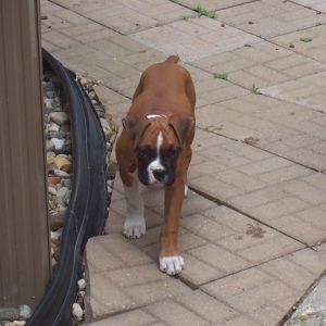 Riley_11_wks_old