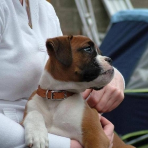 Duke