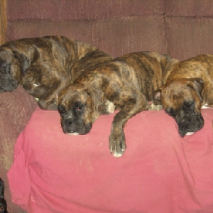 The Trio