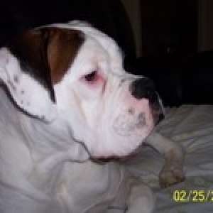 boxerworld