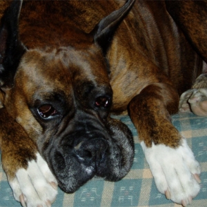 Sleepy Cesar