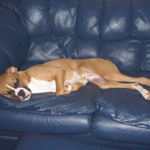 Boxer or Kangaroo?