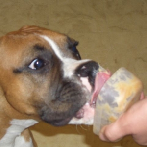 Peanut Butter Nose